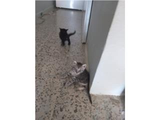 Gatitos en adopcion Puerto Rico