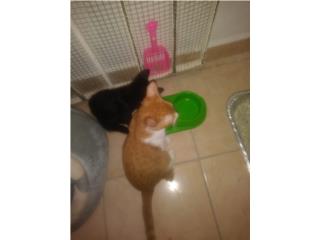 Urgente Adopción Puerto Rico