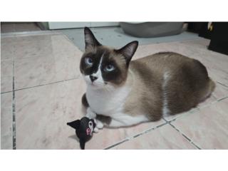 Momo-Gatita esterilizada Puerto Rico
