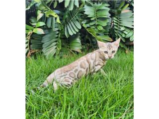 Bengals Cats Puerto Rico