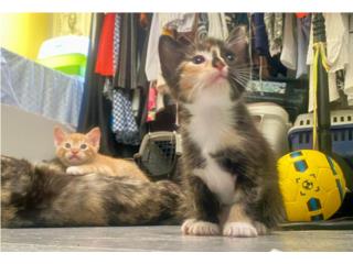 Gatitos gratis Puerto Rico