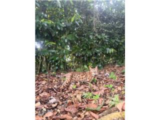 Gata Bengala Puerto Rico