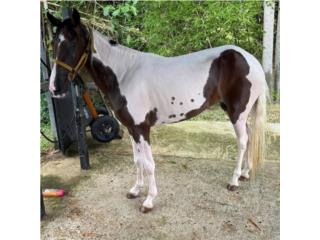 Se vende potranca 