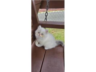 Bella gatita persa  Puerto Rico