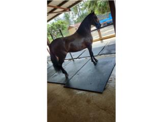Caballo fino 