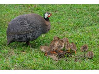 GUINEAS  