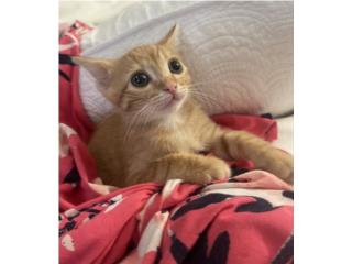 Adopcion Gatita 2 meses personas responsables Puerto Rico