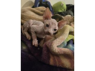 Sphynx machito , casi 2 meses   Puerto Rico