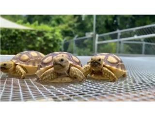 Tortugas Sulcatas Bebes Puerto Rico