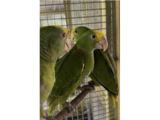 Cotorra Amazona Doble Yellow