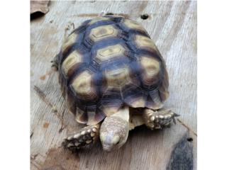Tortuga sulcata  Puerto Rico