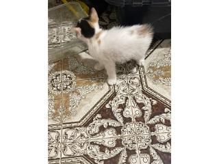 Gatito Puerto Rico