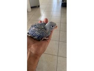 Ringneck bebe violeta doble 
