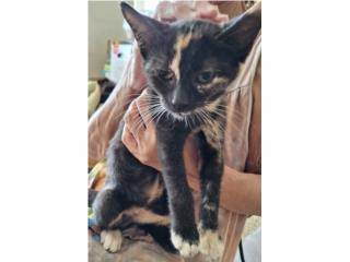 Se regala gatita de 3 meses Puerto Rico