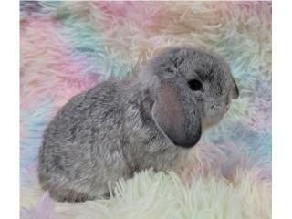 Conejos holland lop  Puerto Rico