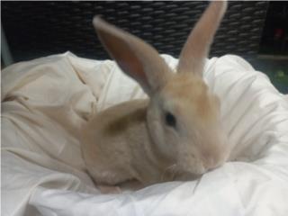Conejos Mini Rex  Puerto Rico