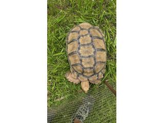 Sulcata macho 5 aos Puerto Rico