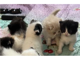 Gatitos Persa  Puerto Rico