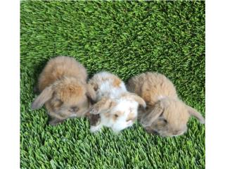 Fuzzy lops  Puerto Rico