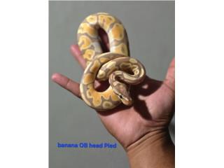 Banana OB head Pied (macho) Puerto Rico