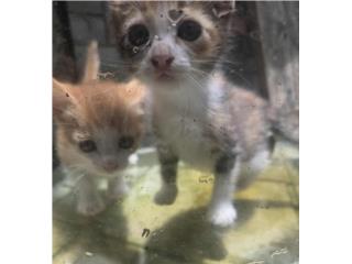 Gatitos cariosos para adoptar Puerto Rico
