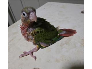 BEBE PINEAPPLE 
