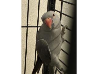 Ringneck hembra adulta 