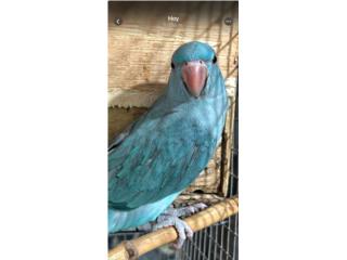 RINGNECK MACHO