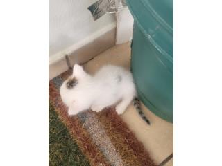 Gatitos 24 dias de nacidos Puerto Rico