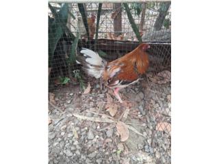 Vendo gallo