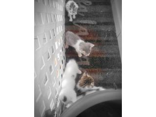 Gatitos bebs de 24 das Puerto Rico
