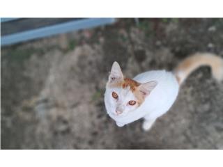 Gatito Hermoso Puerto Rico