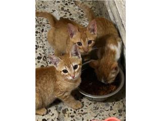 Hermosos gatitos Puerto Rico