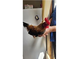 Gallos y gallinitas kirikiki