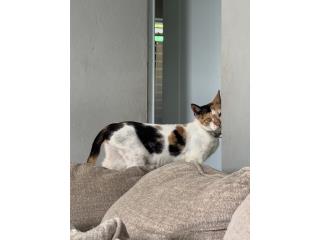 Gatita cariosa Puerto Rico