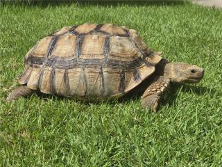 Tortuga Sulcata 14 aos macho  Puerto Rico