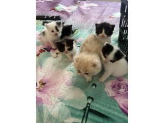 Gatitas Persa Chinchilla  Puerto Rico