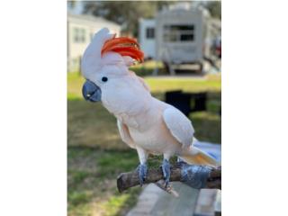 Cacatua Molucan rose