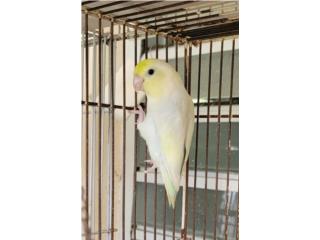 Cotorrita enana parrotlet nene joven
