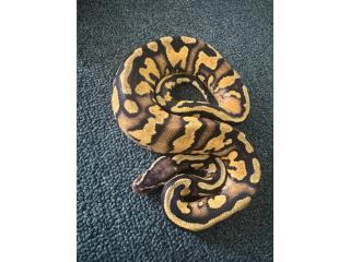 Ball python macho  Puerto Rico