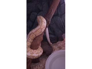 Ball Python Albina Puerto Rico