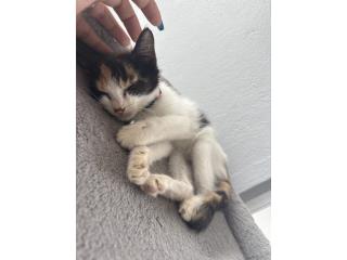 Gatita  Puerto Rico