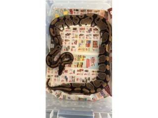 Ball python Puerto Rico