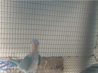 Se vende cotorra Quakers Azul