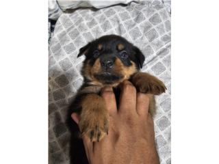 Puerto Rico Puppies  Rottweiler, Perros Gatos y Caballos