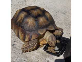 Tortuga sulcata Puerto Rico