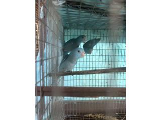 Pájaros Parrotlet