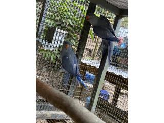 Aves ringneck violeta con adn
