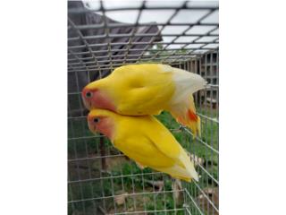 Lovebird lutinos rosecolis Macho 