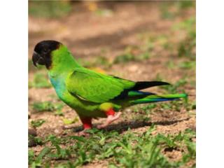 Hermosa Nanday Conure Macho con ADN 